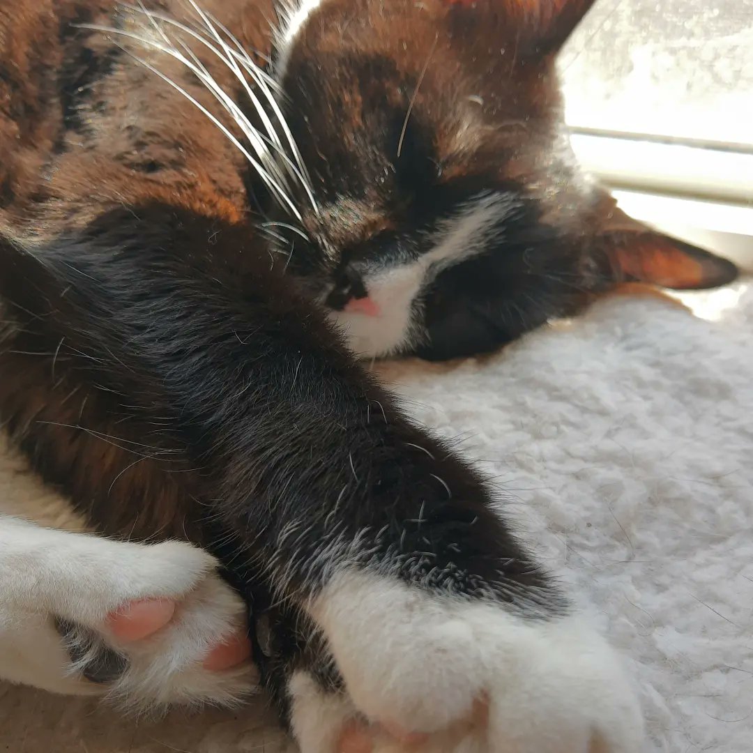 TamadoriC's tweet photo. Nothing like a good cat nap on caturday 😸❤️
#tamadoricollection #cat #cats #catlovers #tuxedocats #catsofinstagram #tuxedocat #catsofamerica #catsofboston #catlover #tuxedofeatures #adoptdontshop #caturday #CatsofTwittter https://t.co/E7wwbzPItu