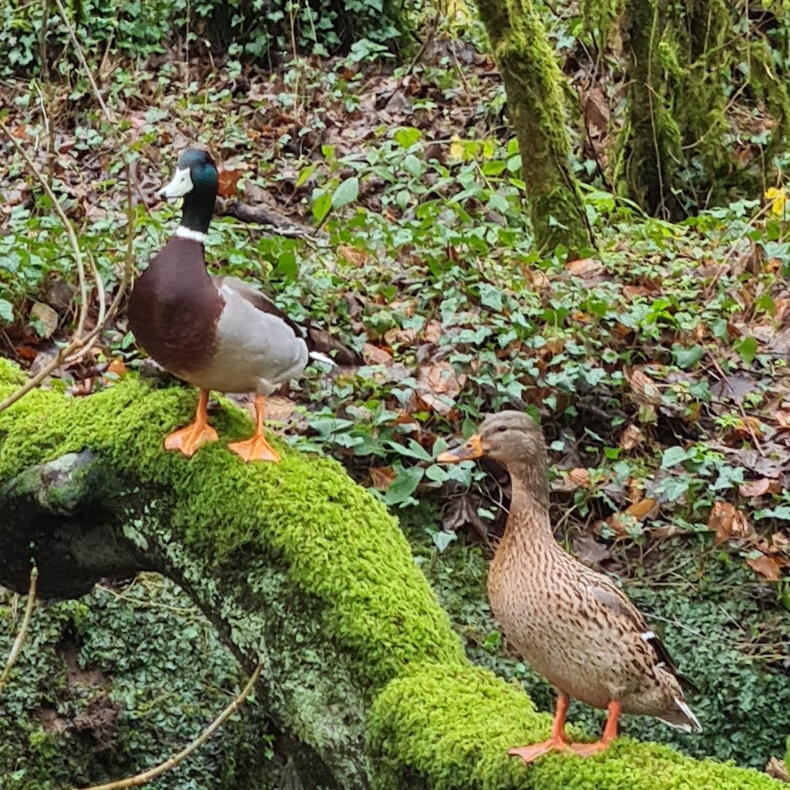 tregooseoldmill's tweet photo. Happy weekend from Tregoose Old Mill! These guys look like they're having a good time on the river 🦆
#ducks #duck #countrysideescape #countrysideholidays #countrywalks #mallard #cornishcountryside #staycation #weekendaway #weekendbreak #tregooseoldmill https://t.co/QzZma2ikD1