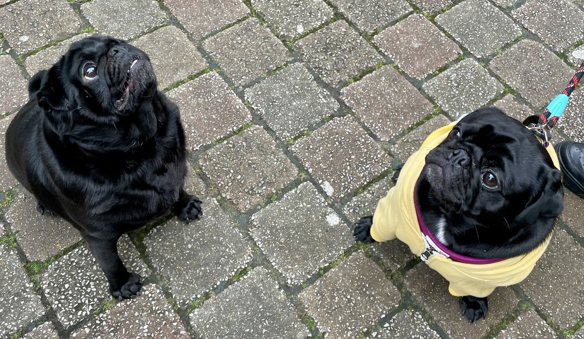 Unusual amount of space between two pugs. Me and pal Rocky. #blackpug