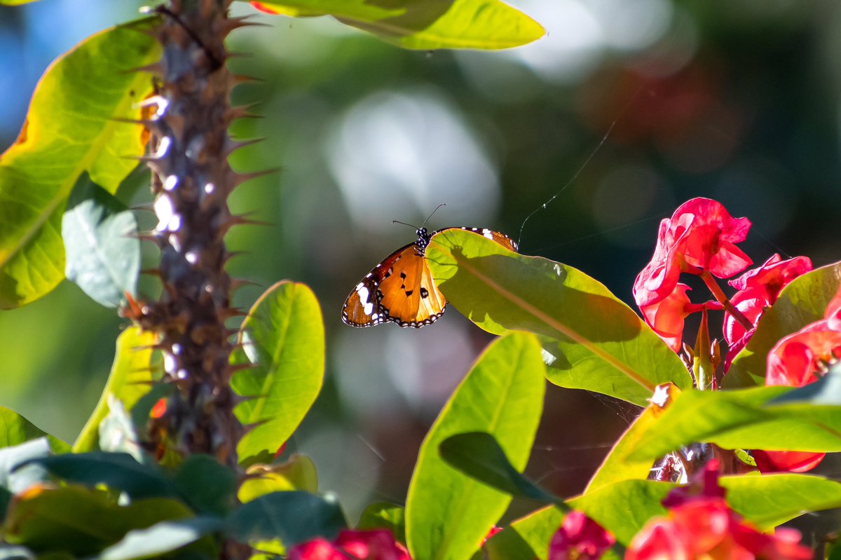 leeslater1990's tweet photo. Some of the local(ish) wildlife of Fuerteventura 

🦋 Monarch Butterfly 
🦋 Striped Hawk-moth
🦎 Atlantic Lizard
🐿 Barbary Ground Squirrel

#Fuerteventura #gowatchwildlife #TwitterNatureCommunity https://t.co/VTk3Blwhd5