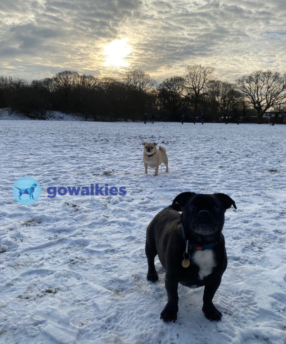 What a beautiful start to the day 🌅 

If you want your morning’s to look like this, maybe dog walking is the career for you!

Get started by downloading the GoWalkies App and get connected to local dog owners.

#dogwalker #dogwalksuk #dogwalking #businessowner #growmybusiness
