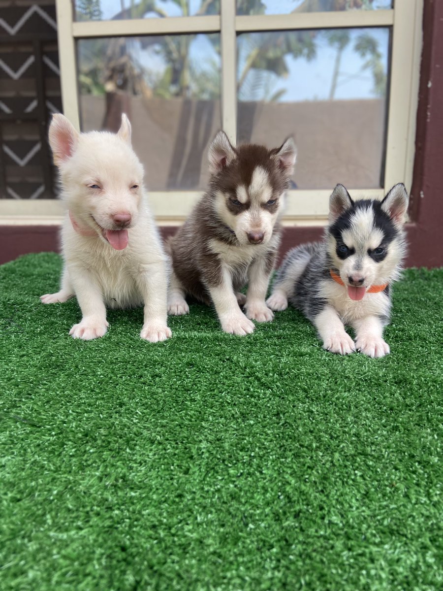 blue_spet's tweet photo. Blue eyes 👀 🤍🖤🤎Female husky puppies 🐶 💙❤️💜Are available for new home 
Price !!!400k 
Age !!!6weeks old 
Location !!!! Sango Ota 
#PeterObi #pvc #ManchesterDerby #MUNMCI #Netflix #Elections2023 #BBTitans https://t.co/R8fDZxlN8A