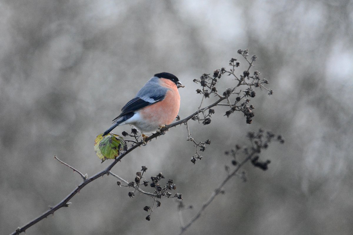 Bully Bullfinch at the three brooks reserve today. #Birds #BradleyStoke