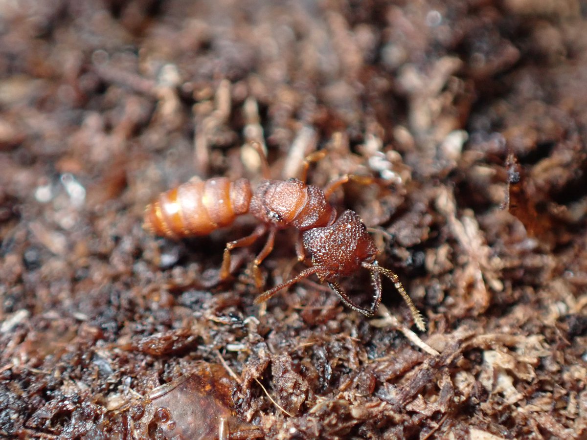 c90UEGv3HUTi5oz's tweet photo. #ヘラアゴハリアリ
#Mystrium camillae
#Ant Museum
ちょっとずつですが増えてはいる。
ただ、最近思うのは幼虫の成長がすこぶる遅いように感じる🤔
いったいいつになったら繭張り始めるんだろうか❓って感じ。
こんなもんなのかなぁ❓🤔
何かが間違っている気もする... https://t.co/FWx707cEiL