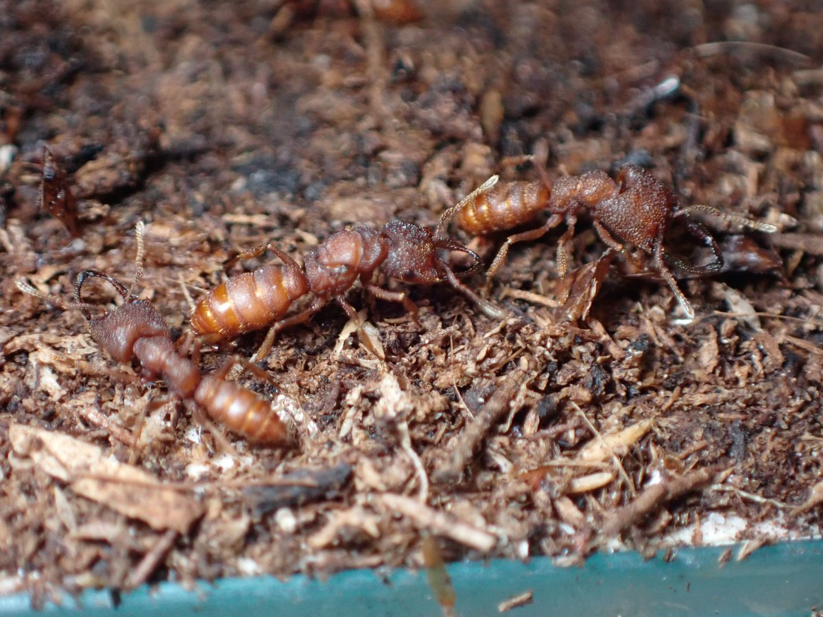 c90UEGv3HUTi5oz's tweet photo. #ヘラアゴハリアリ
#Mystrium camillae
#Ant Museum
ちょっとずつですが増えてはいる。
ただ、最近思うのは幼虫の成長がすこぶる遅いように感じる🤔
いったいいつになったら繭張り始めるんだろうか❓って感じ。
こんなもんなのかなぁ❓🤔
何かが間違っている気もする... https://t.co/FWx707cEiL