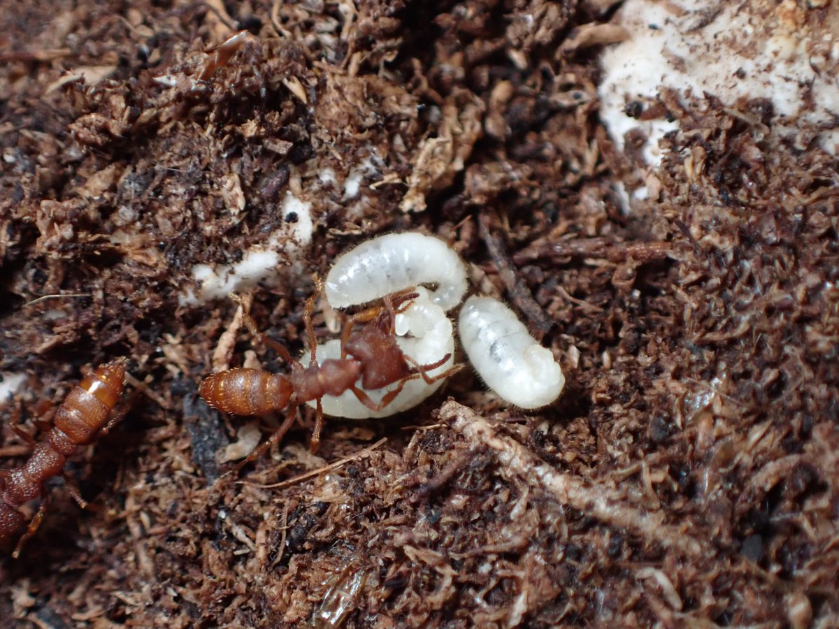 c90UEGv3HUTi5oz's tweet photo. #ヘラアゴハリアリ
#Mystrium camillae
#Ant Museum
ちょっとずつですが増えてはいる。
ただ、最近思うのは幼虫の成長がすこぶる遅いように感じる🤔
いったいいつになったら繭張り始めるんだろうか❓って感じ。
こんなもんなのかなぁ❓🤔
何かが間違っている気もする... https://t.co/FWx707cEiL