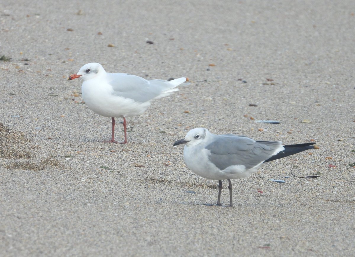 Med gull obligingly offering a nice comparison with the Slapton Laughing gull today