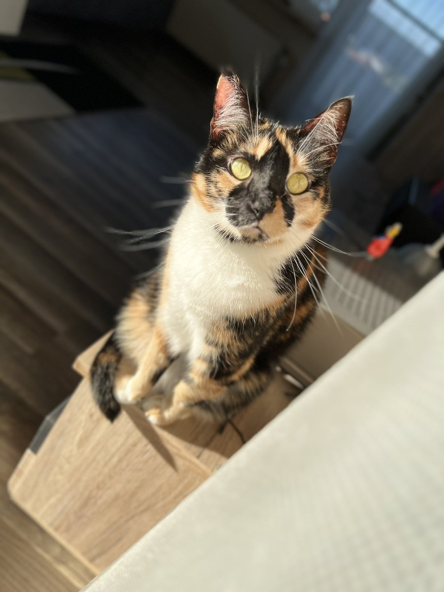 #cats #CatsofTwittter #CatsOnTwitter #calicocrew