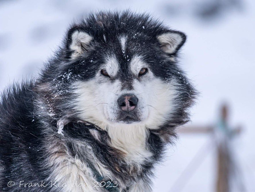 FrankReardon1's tweet photo. If this face can tell a story about the #Arctic I would love to hear the stories. Timbit is apart of the mid-pack sled dog team for @Inukpak_O Outfitting. He is a #Qimmiq AKA Canadian Inuit Dog. They love the cold &amp; love to run. Always remember they are working dogs &amp; not a pet https://t.co/8d2aCJixWZ