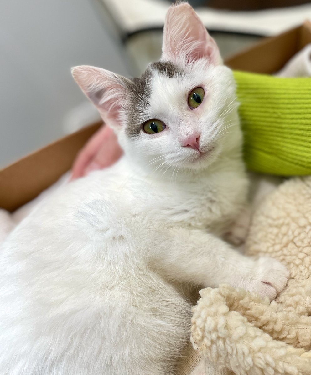 Hawkeye is the sweetest #kitten! He has a mighty purr &amp; an old soul! #AdoptDontShop #WashingtonDC #Maryland #Virginia #NoVA #kittens #cat #cats #pets #Caturday #SaturdayVibes #Saturday #PositiveVibes #PositiveVibesOnly #cute #baby #DMV #rescue #positiveenergy #luv #love