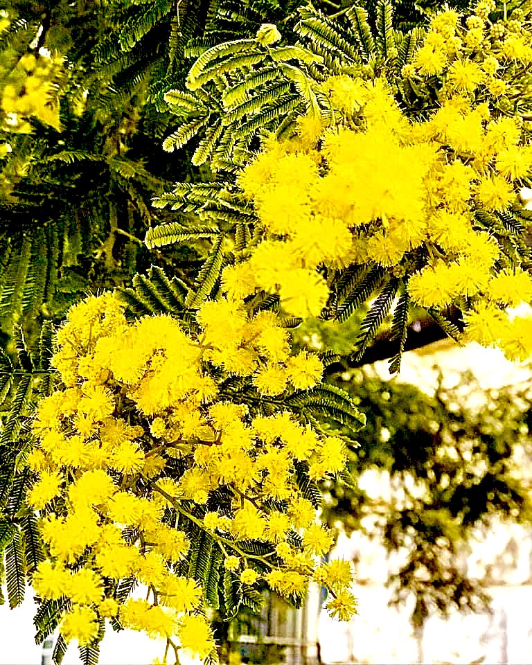 #mimosa #photo #cotedazur #janvier2023 #Nice06 #naturelover