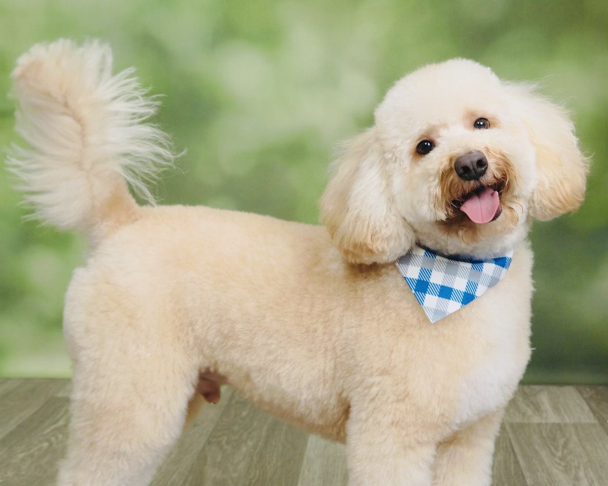 threatsr's tweet photo. Our #goldendoddle #granddoggy Kai! #delightful https://t.co/NjzApVKSkW