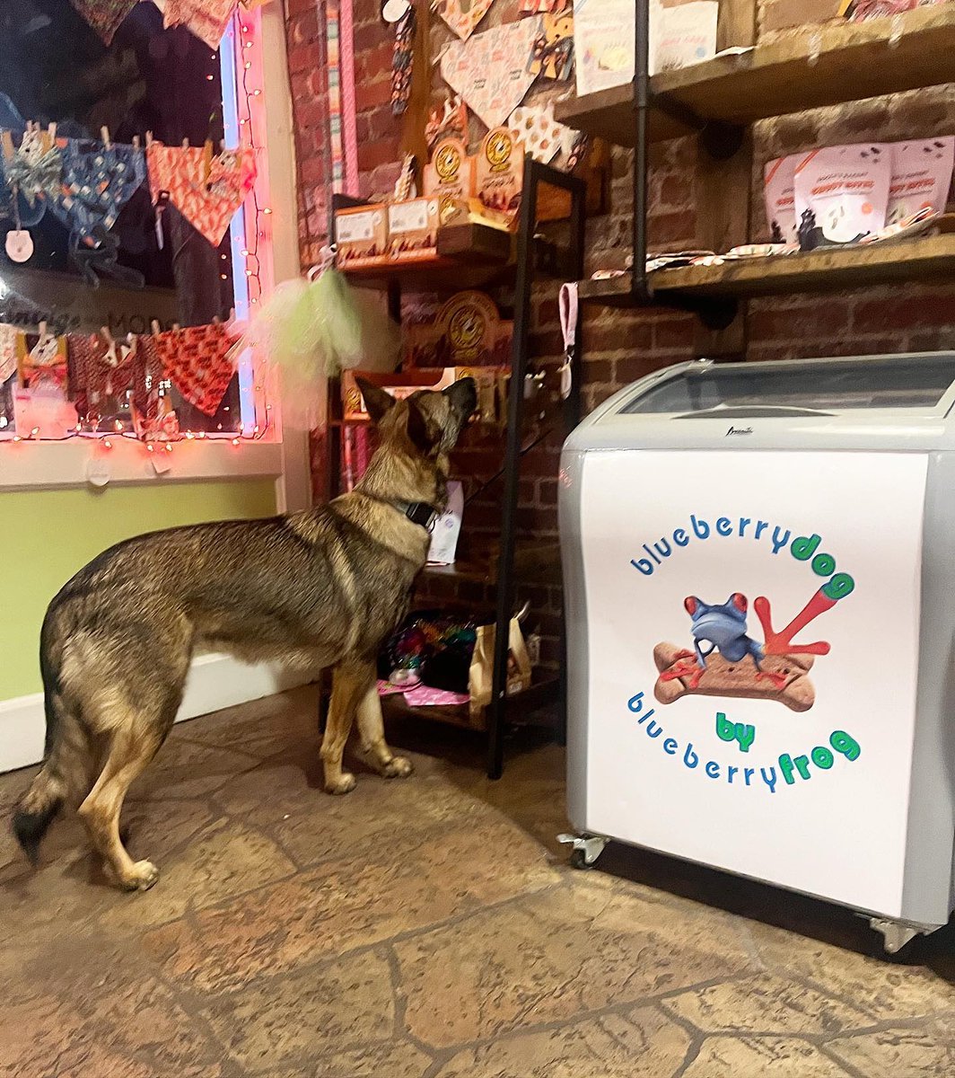 HappyHowiesInc's tweet photo. #repost Mommy brought me to the frog because I’ve been such a good girl…now to convince her that I need one of everything.
#froyoaddict ~ Nala🐾
#froyo #frozen #frozenyogurt #dogtreats #dogs #blueberrydog #greenvillesc #downtowngreenville #germanshepherd ( #📷 @gvlfrog ) https://t.co/UvUdfp9qd3
