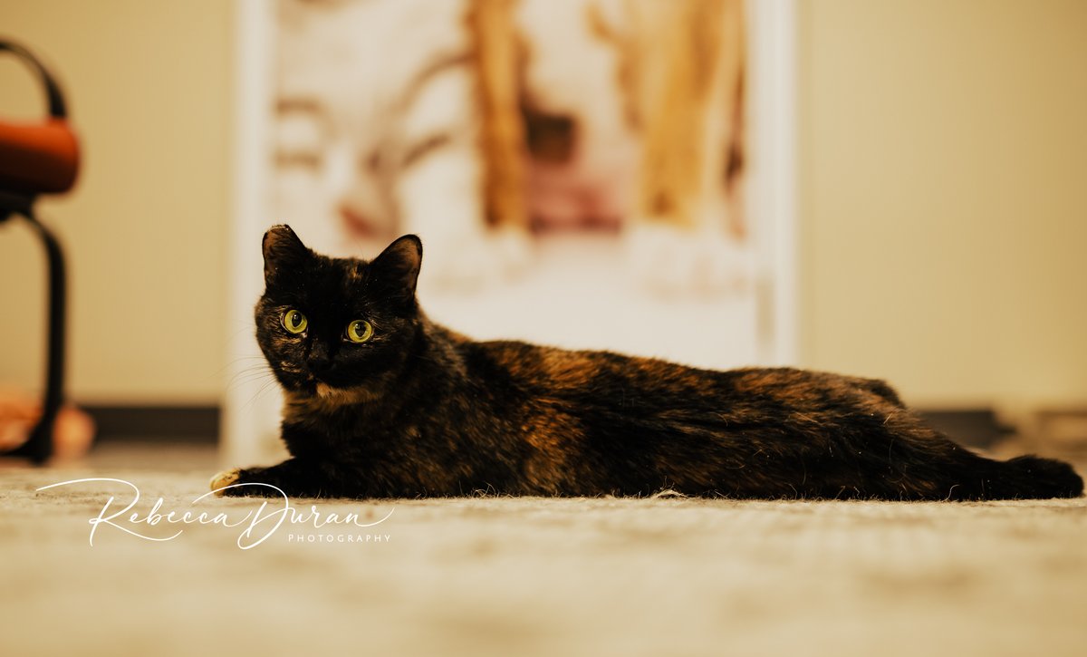 Great River Rescue tweet media