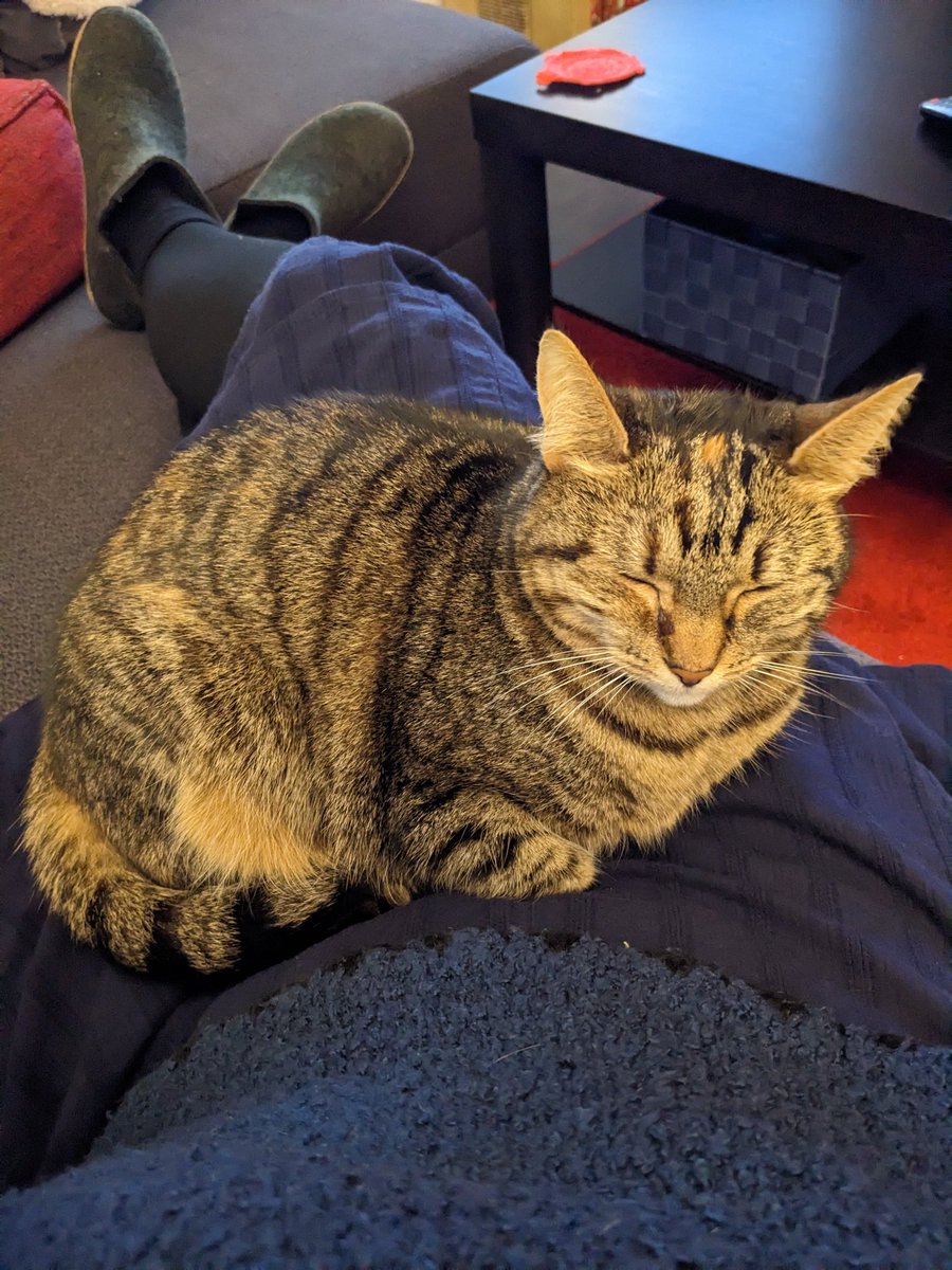 Saartje 😺👑❄ 🧶🧺 tweet media