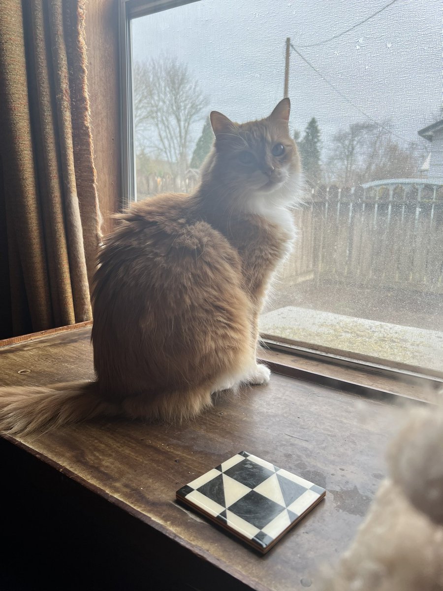 BooBoyCatToys's tweet photo. Happy Caturday 😻🐾

What are you doing today furriends? https://t.co/UbnHuZxeJA