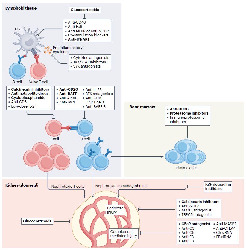 hjanders_hans's tweet photo. 1. Most drugs for GN act outside the kidney (spleen, lymph nodes, bone marrow)
2. Long pipeline of drugs for 3 of the 5 groups of GN that connect immunopathogenesis + immunotherapy
Now in @NatRevImmunol 
 @KitchingLab @PRomagnani, Nelson Leung
Free online: https://t.co/EGFkGBpC9p https://t.co/PaF1zqkIgW