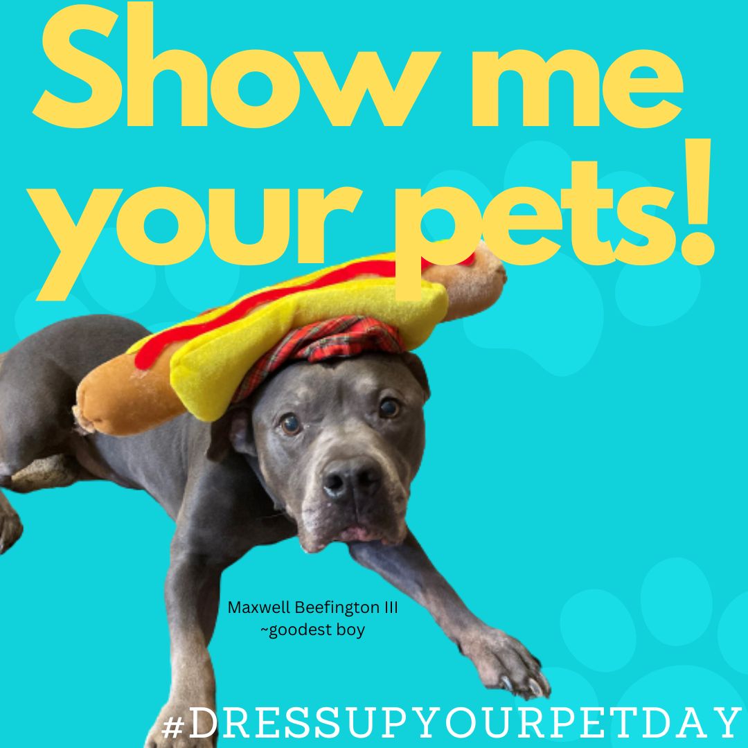 Did you know its #DressUpYourPetDay? Show me your pets! 
#dogs #puppylove #dogcostume #cats #furbaby #pets #instadaily #love #doglife #catlove #catsofinstagram #dogsofinstagram #caffinatedchaos #twitchstreamer #twitchtv