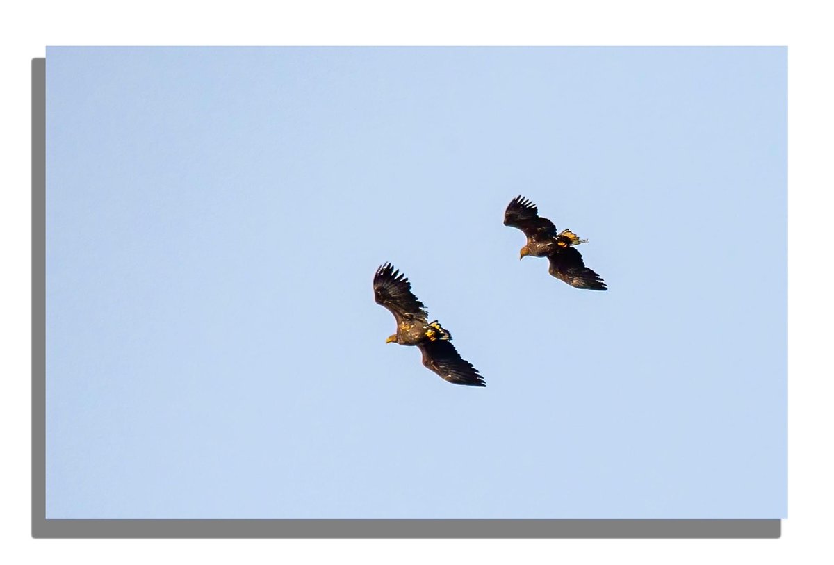 Buteographygirl tweet media