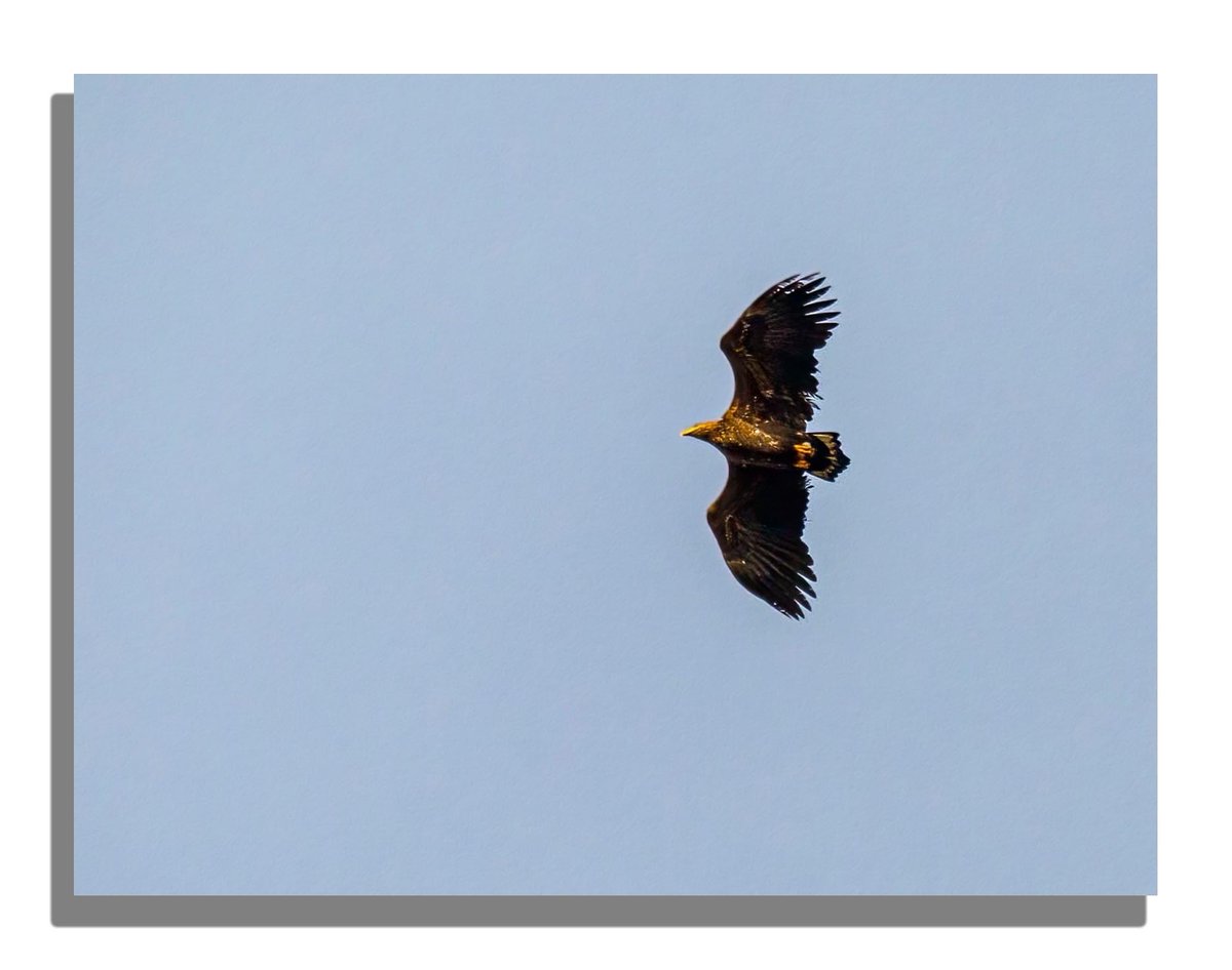 Buteographygirl tweet media