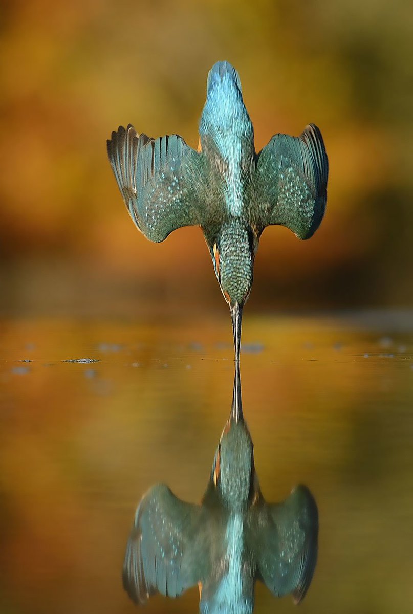 It took 6 years, 4,200 hours and 720,000 photos for wildlife  photographer Alan McFadyen to get this perfect shot. Kingfisher diving  into the water...