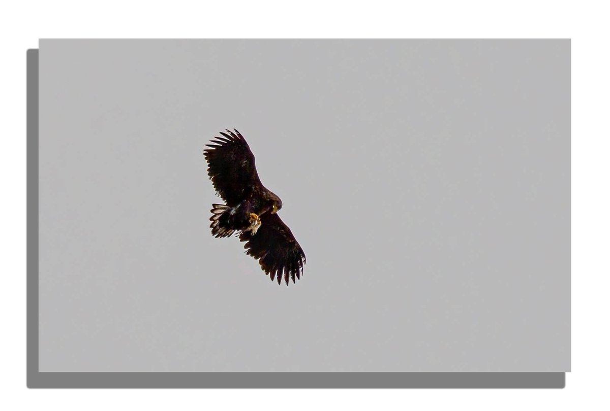 For years I’ve hope to see a white tailed sea eagle today I seen a pair well chuffed #whitetailedseaeagle #bute #isleofbute #birdsinflight #nature #healingpowerofnature