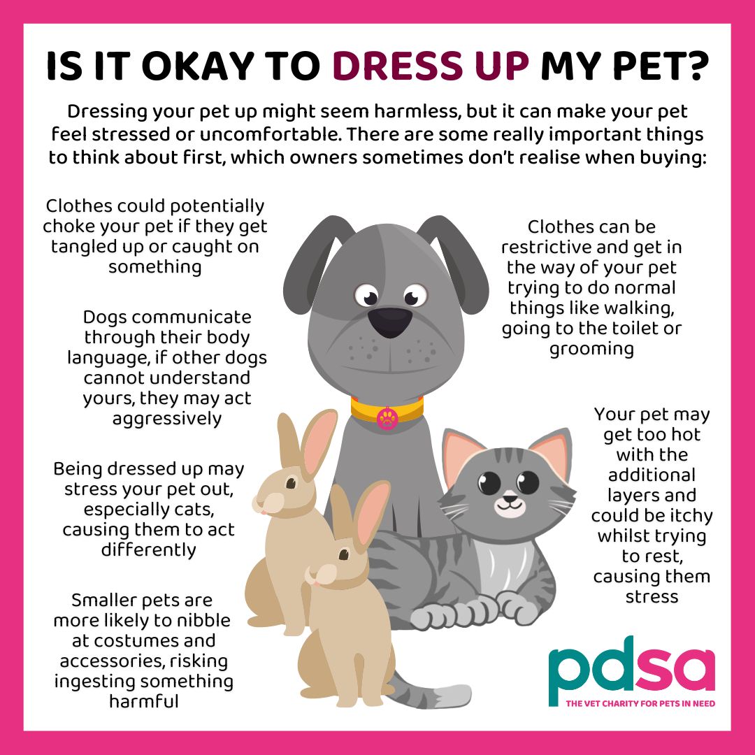 PDSA_HQ's tweet photo. A cute photo opportunity, or unnecessary stress? 😿

Today is #NationalDressUpYourPetDay, and whilst it may seem like harmless fun, we're urging owners to put their pet's feelings first. 🐾

Here are a few things that might make you think twice about dressing your pet up. 😟 https://t.co/XywIPxV13r