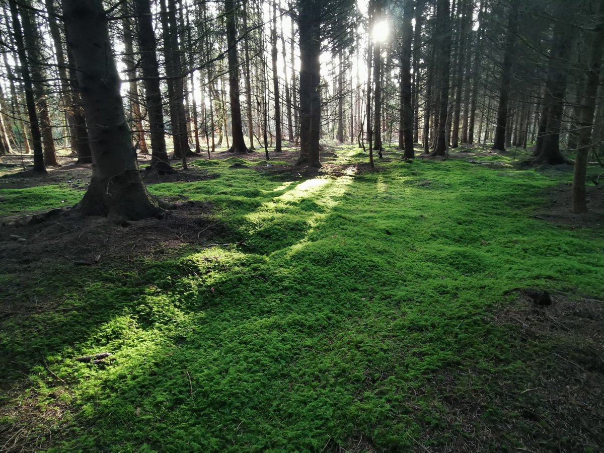 Another glorious day to get some work done on #AbbeyleixBog today @forum_wetlands @CCWPeatlands @WAN_LIFEIP @LIFEraisedbogs @Eurosite @WaterLANDS_EU @MyAbbeyleix @noonan_malcolm @pippa_hackett