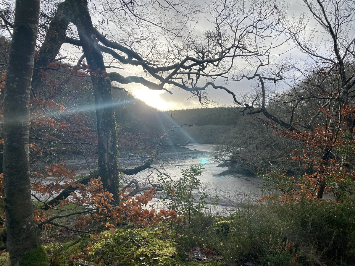 _LauraLarkin's tweet image. Lovely wintery walk today along the River Lerryn and through Ethy Woods