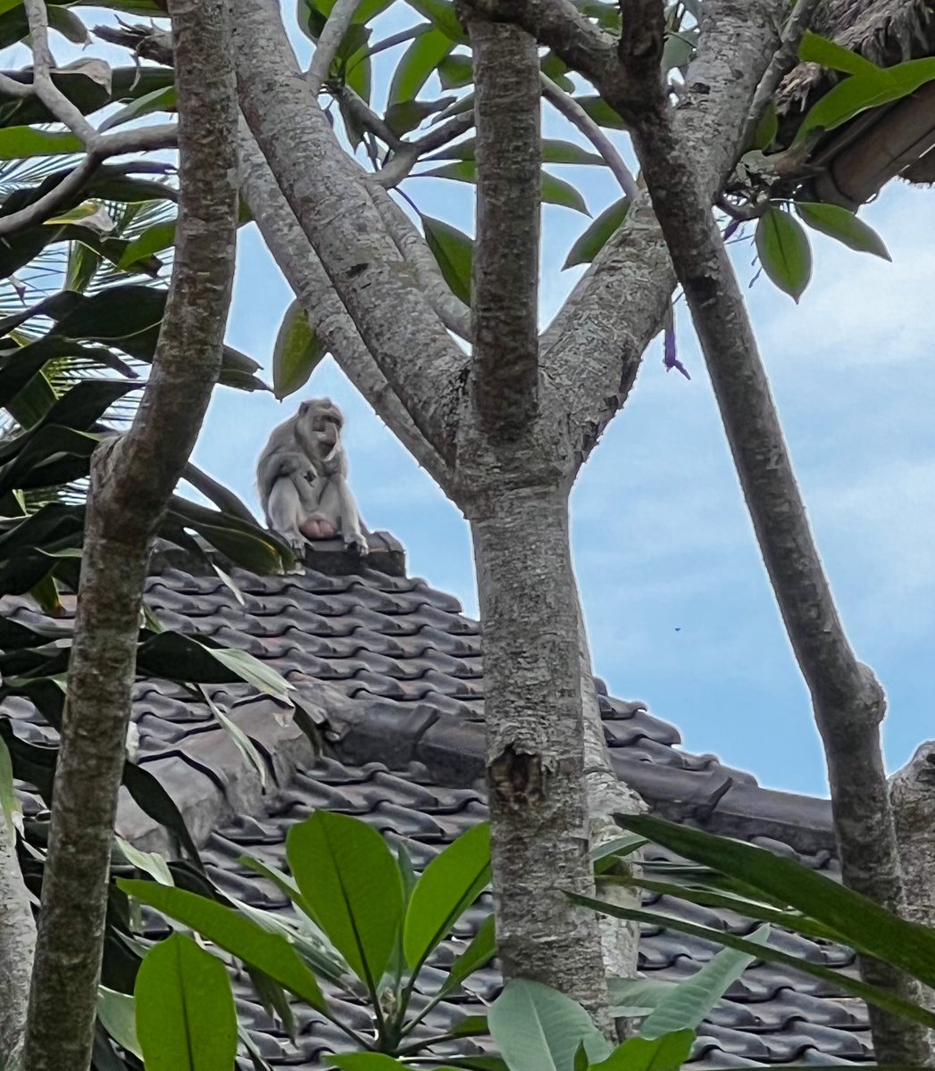 dMarieGoff's tweet photo. #explorebali #seminyakbali #baliholiday #baligasm #kuta #baliindonesia #canggubali #balitrip #lombok #ubudbali https://t.co/IhKpA83O6U