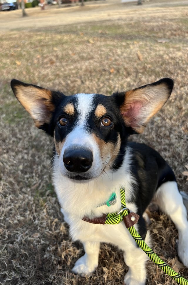 corgiloversclu3's tweet photo. Adopting our Corgi mix this weekend and he still needs a name we are thinking Arlo or Archie, thoughts?😊🐕🐕 https://t.co/X00t8X1uCP