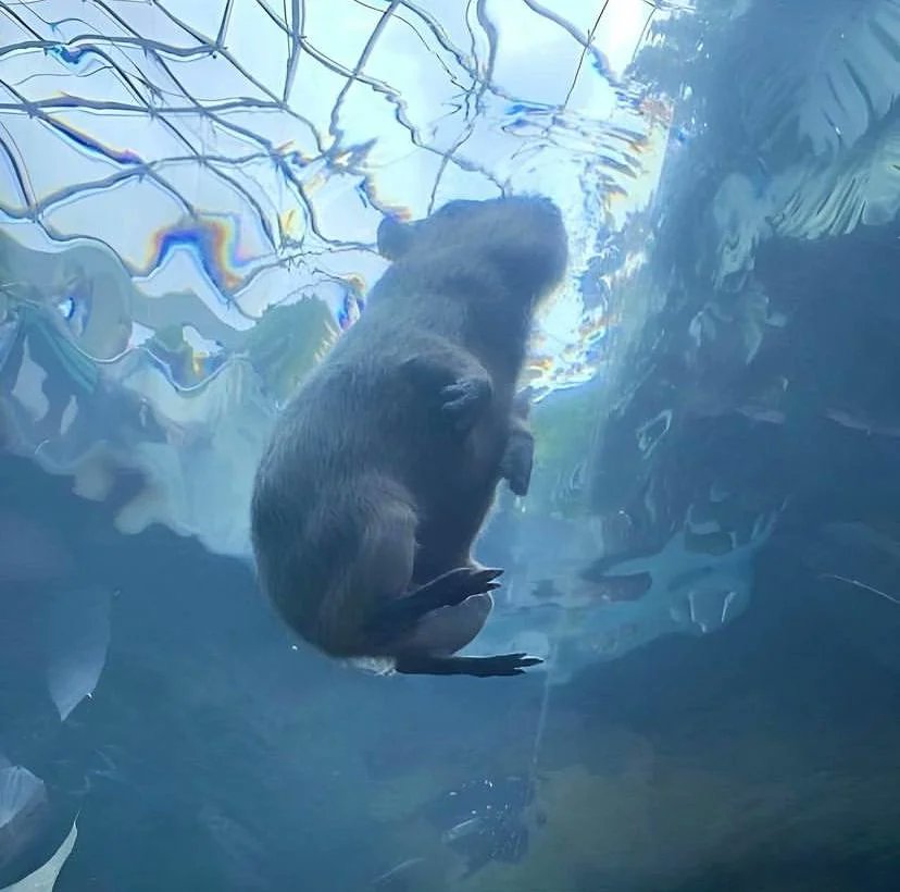 Capybara in the pool