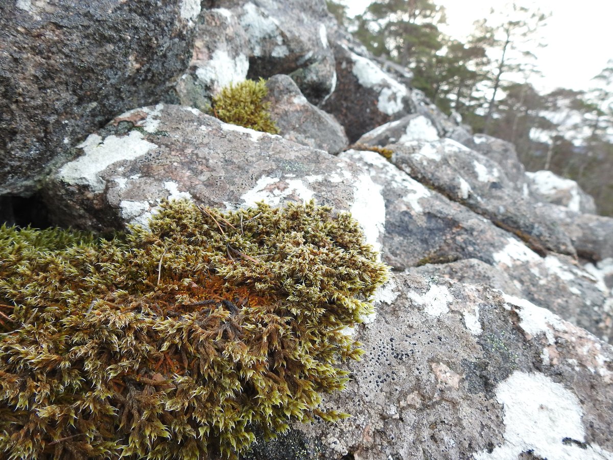 PinkfootedGus's tweet photo. Yesterday I went to look for Anastrophyllum saxicola which is a very rare liverwort in Scotland. My hunch paid off when I found it, in this boulder scree I've had my eye on for a while, AND Wilson's filmy fern (Hymenophyllum wilsonii) which is pretty scarce in the Cairngorms NP. https://t.co/JktqB5s3U7