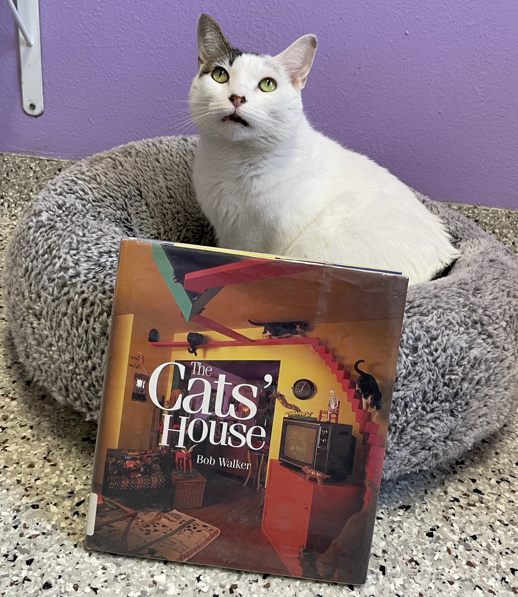 ebrpl's tweet photo. Khaleesi is ready to make your house a cat house! 😺 You can find this pretty girl at @cathavenbr. #caturday #catsandbooks #thecatshouse #bobwalker https://t.co/VRp7kpbElI