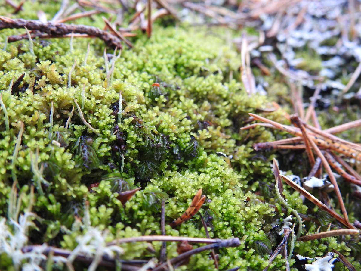 PinkfootedGus's tweet photo. Yesterday I went to look for Anastrophyllum saxicola which is a very rare liverwort in Scotland. My hunch paid off when I found it, in this boulder scree I've had my eye on for a while, AND Wilson's filmy fern (Hymenophyllum wilsonii) which is pretty scarce in the Cairngorms NP. https://t.co/JktqB5s3U7
