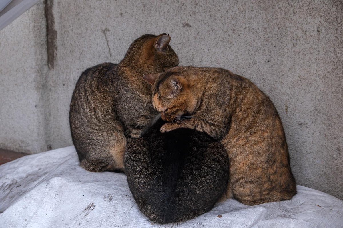 Osam_cam's tweet photo. お猫さま https://t.co/rio9u3PpbZ