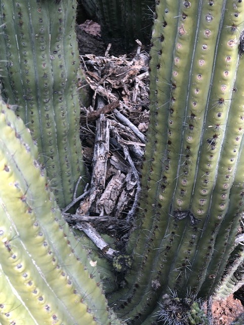 Organ Pipe Cactus NM tweet media