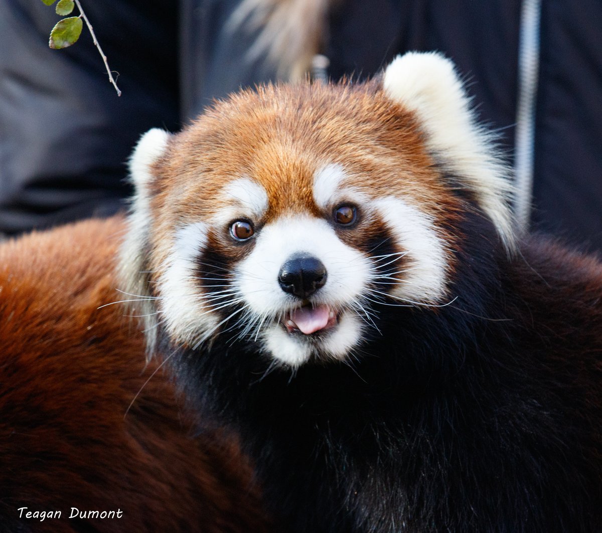 Cincinnati Zoo on Twitter "Saturday smiles! The Zoo supports the efforts of the Red Panda
