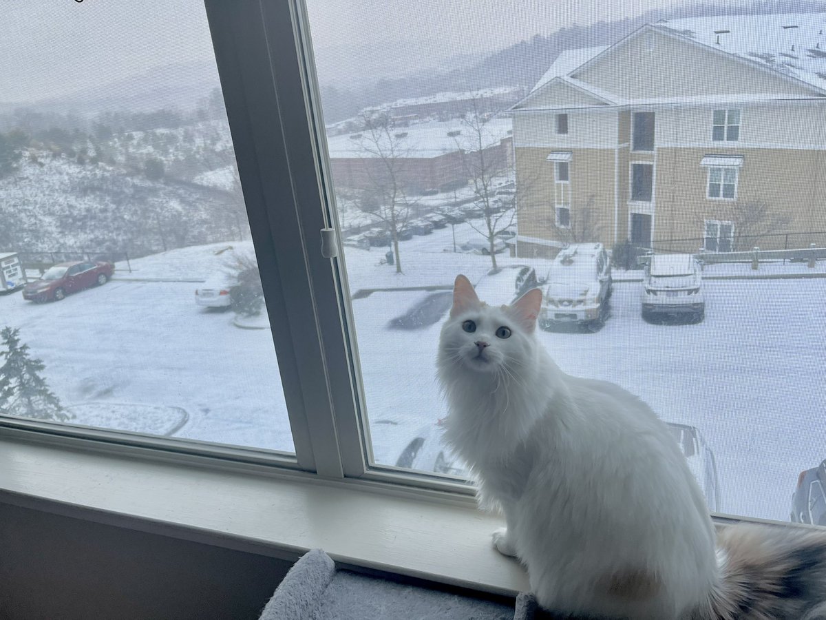 DoctorNikolai_'s tweet photo. I think the kitties are wondering what all this white stuff is 😭 #NC https://t.co/bHGvRS5MD0