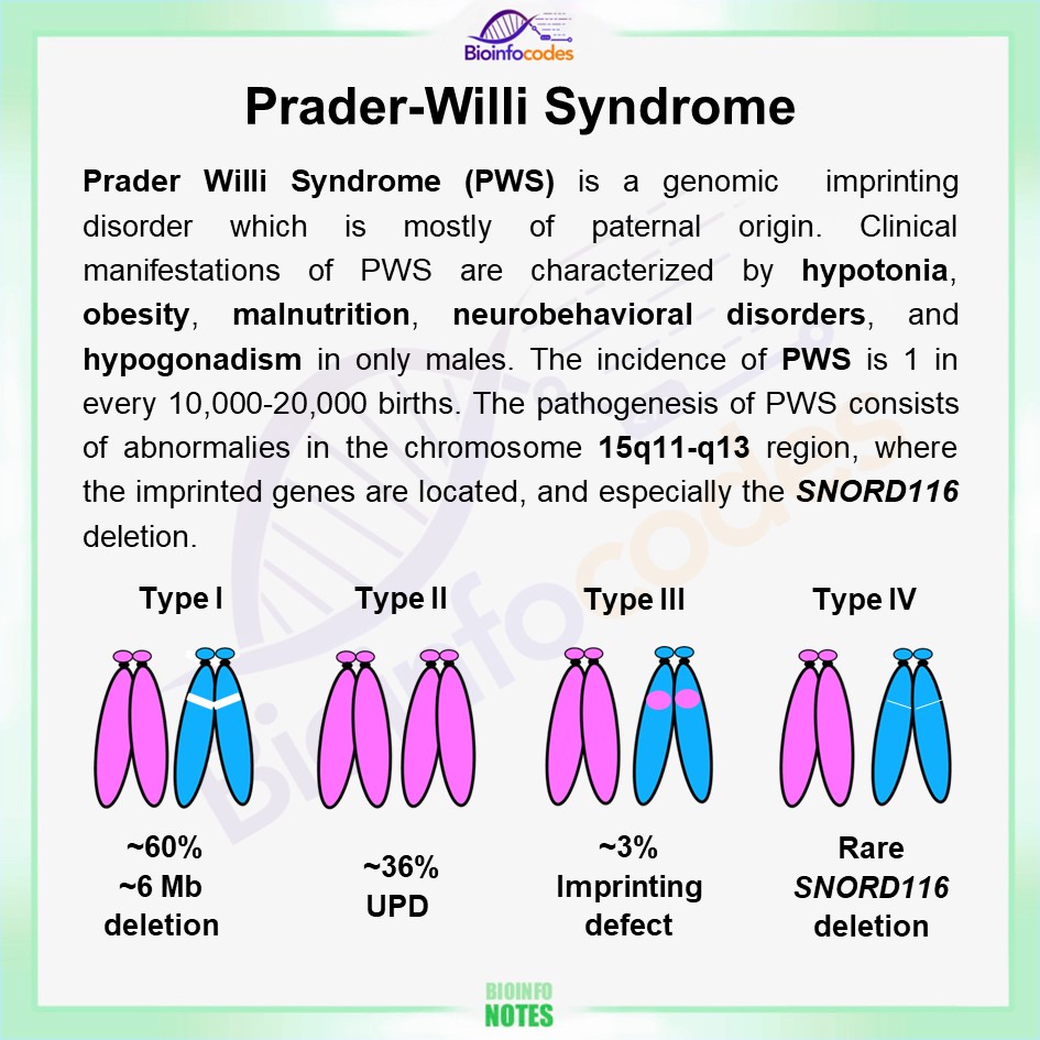 New #bioinfonotes about Prader-Willi Syndrome has been published !

#biology #science #PWS #praderwilli #deletion #paternal #obesity #pathogenesis #chromosome #biologynotes