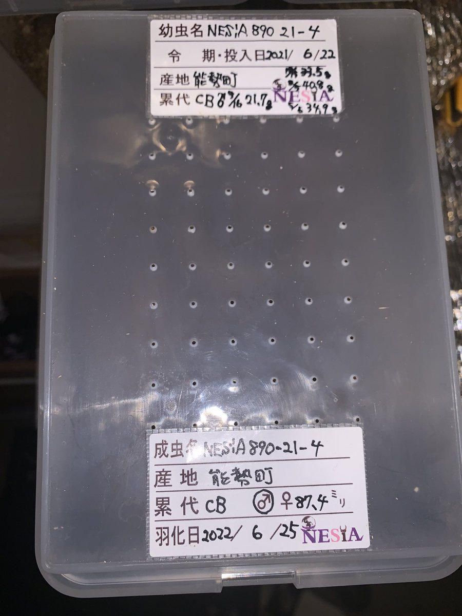 MIto08186714's tweet photo. 越冬中の成虫達のクヌギマット交換〜。🥺

この時期、寒暖差とケースの気密性からカビが発生するのでいつも交換が必要になります。😅

掘り出したら😳こんな顔してビックリしてはりました。🤣

#オオクワガタ
#ブリード
#大型血統
#能勢町産
#NESiA890
#世界の昆虫ショップNESiA https://t.co/D47BGvIX7B