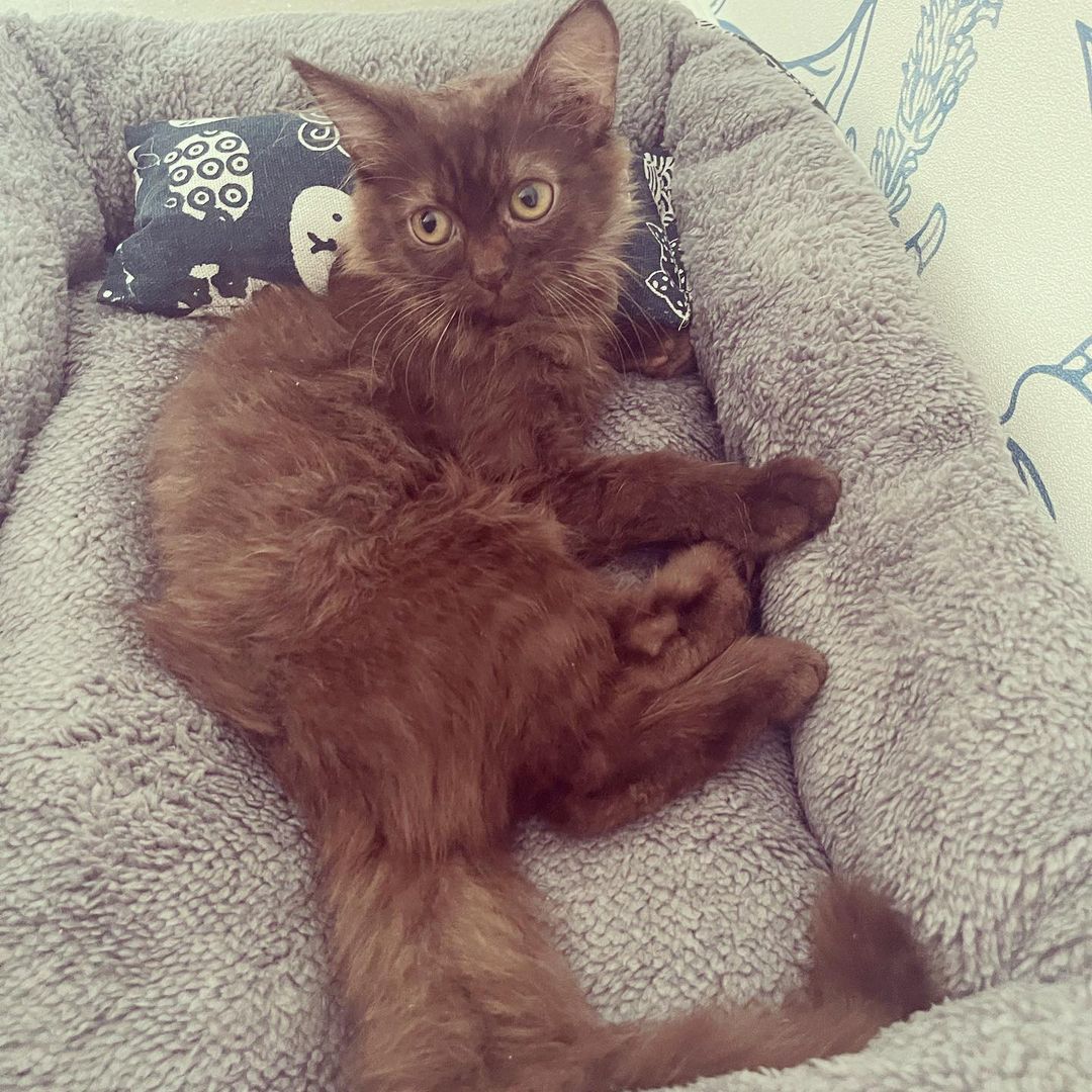 OlsenTrixie's tweet photo. Today was a shitty day. My beloved feline child died because of a virus. She was gone to soon 😭🤯 your pictures will always give me happiness. Rest In Peace my child. You have given me company,love and happiness. We will always love you choco. 🙁 https://t.co/DgUn805L2A