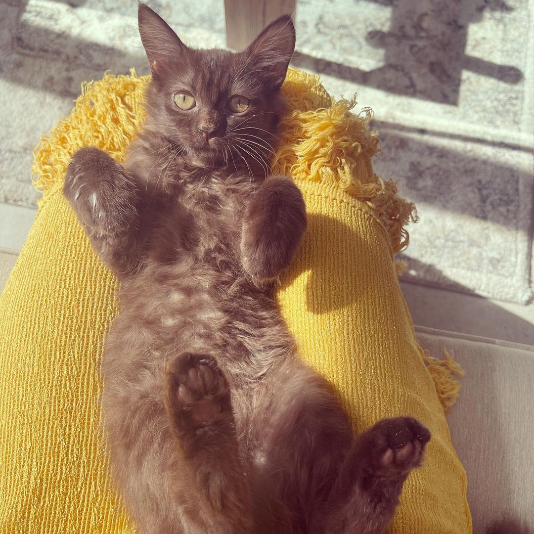 OlsenTrixie's tweet photo. Today was a shitty day. My beloved feline child died because of a virus. She was gone to soon 😭🤯 your pictures will always give me happiness. Rest In Peace my child. You have given me company,love and happiness. We will always love you choco. 🙁 https://t.co/DgUn805L2A