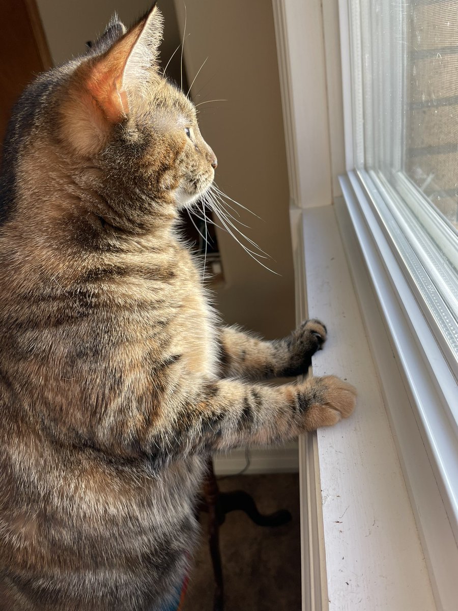 willowthecat_'s tweet photo. 😸 https://t.co/zX8JG6fB1t
