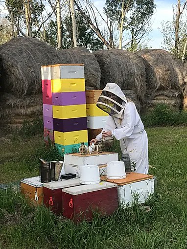 SaskWeekend's tweet image. This Wednesday a new show at the @agr_regina is creating a lot of buzz... literally! &apos;Between Us&apos; features 12 human artists who have all collaborated with honeybees for the last two years. And the culmination is a jewel of a show, that also smells incredible. We&apos;ll learn more.