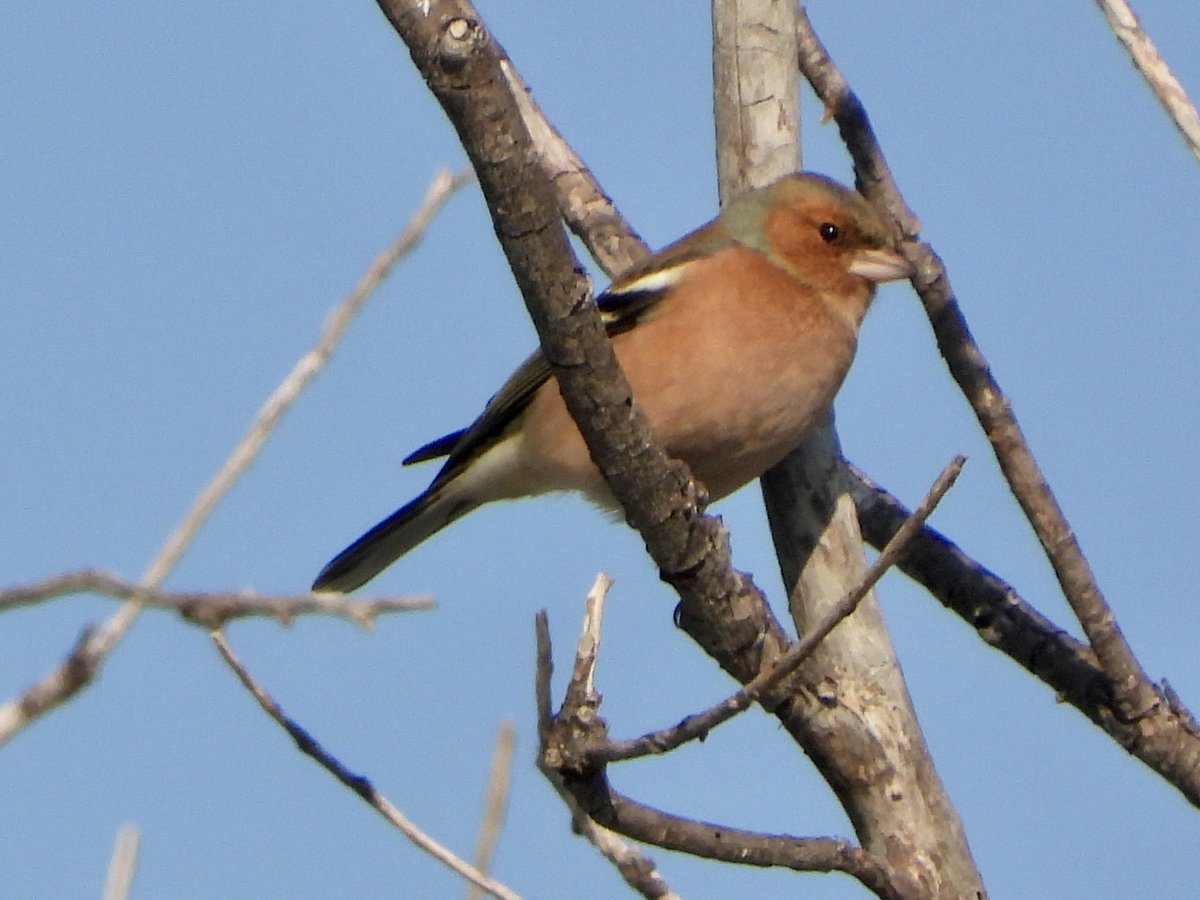 jlw_barton's tweet photo. Also seen in the Buyuk Menderes Delta National Park in #Turkey #WoodLark #EuropeanStonechat #CommonChaffinch #BirdsOfTwitter #BirdsSeenIn2023 #birdphotography #NaturePhotography #wildlifephotography #BirdsOfTurkey #birds #birding https://t.co/cq9BxD33pA