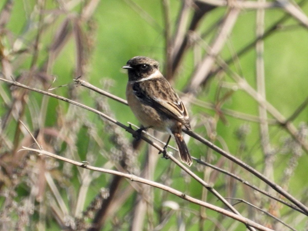 jlw_barton's tweet photo. Also seen in the Buyuk Menderes Delta National Park in #Turkey #WoodLark #EuropeanStonechat #CommonChaffinch #BirdsOfTwitter #BirdsSeenIn2023 #birdphotography #NaturePhotography #wildlifephotography #BirdsOfTurkey #birds #birding https://t.co/cq9BxD33pA