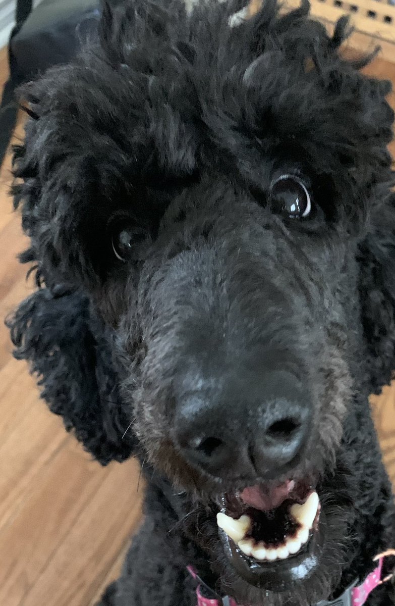 DrMeghanNorris's tweet photo. BaaBaa is our older poodle. He’s done some trick dog training and agility. Daisy is…not trained in anything. Because whenever we try, she looks at us with these eyes and just wants to cuddle 😂 #TrainingFail #Dogs #PushOver #StandardPoodle 🐾 https://t.co/jqKuvY042Z