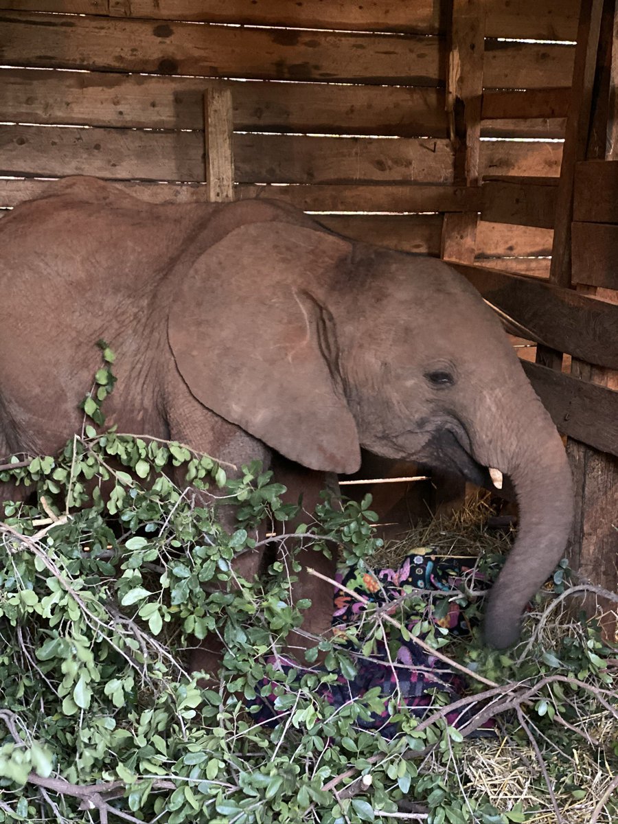 Kate_West's tweet photo. Beautiful Maktao … we met you in 2019 at the Sheldrick Wildlife Trust elephant orphanage in Nairobi #lovethelast @GillieandMarc #elephant @SheldrickTrust #conservation https://t.co/s1MMAxu8jR