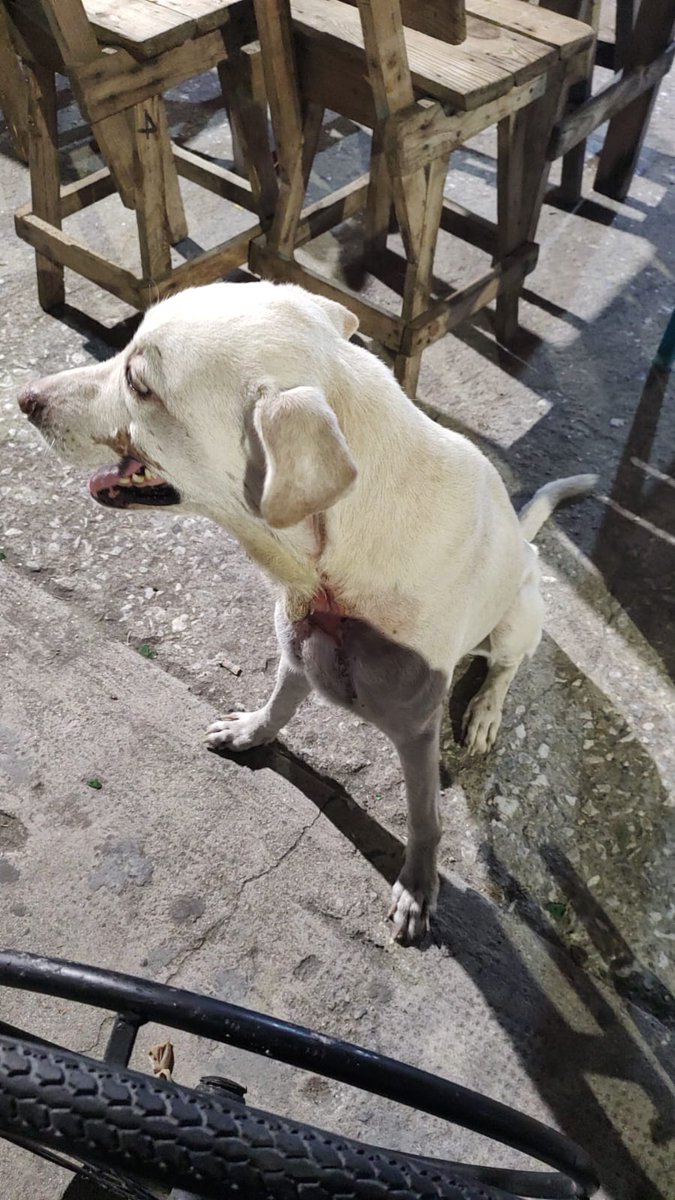 mision_peludos's tweet photo. Antes y después de JOTA 🥺😭❤️ 
Estamos muy orgullosos de él y agradecemos a las personas que nos ayudaron con su caso , les queríamos compartir estás fotos tan bonitas 🐾💖 https://t.co/ULjPmiO080